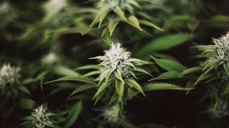 Une fuite d'eau dans un appartement mène à la découverte de 700 plants de cannabis