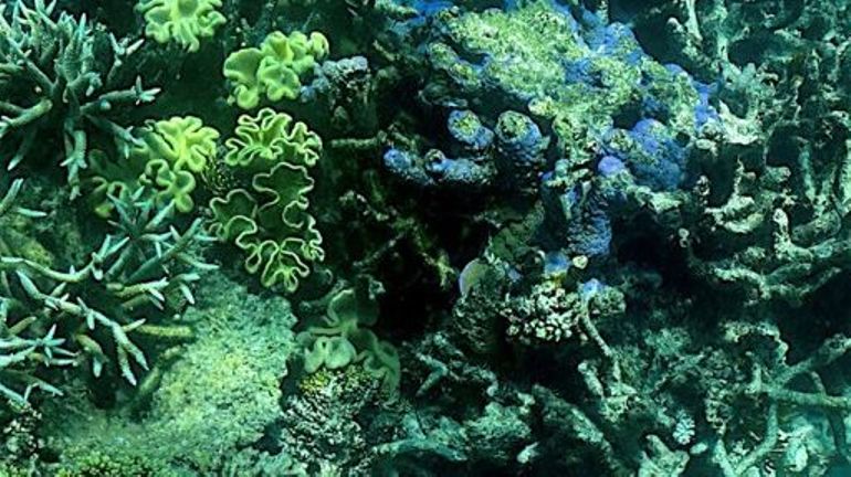 Ile de La Réunion: les initiatives pour sauvegarder les coraux