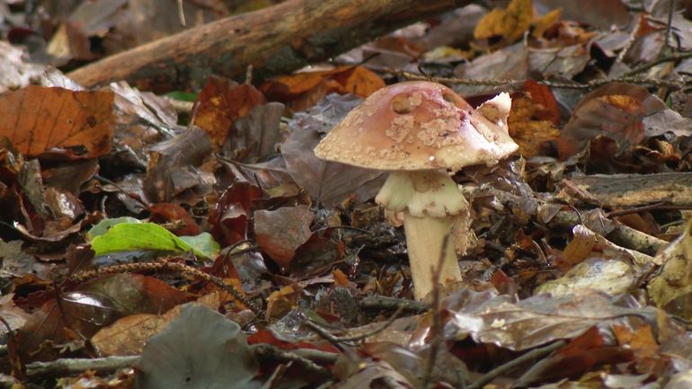 Automne : c'est le grand retour des champignons en forêt