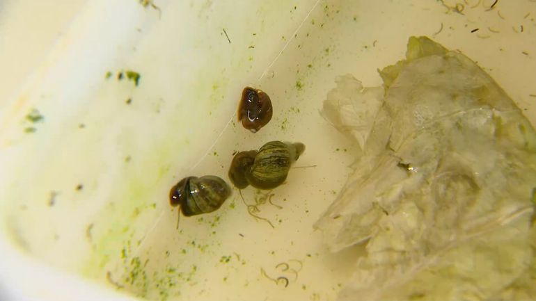 Gare à la baignade dans le sud de l'Europe : une maladie infectieuse, transmise par les escargots d'eau douce, se répand dans la région