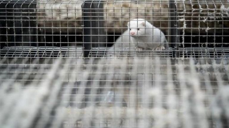 Des milliers d'animaux à fourrure abattus en Finlande à cause de la grippe aviaire