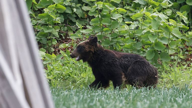 Un ours errant abattu dans la ville japonaise de Sapporo