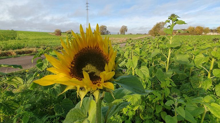 Du soleil pour tout le week-end