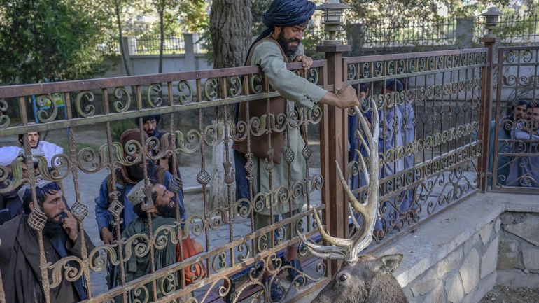 Photos de groupes, selfies, contacts avec les animaux: les Talibans visitent le zoo de Kaboul armés de kalachnikovs