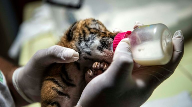 Naissance en captivité d'une tigresse du Bengale dans un parc zoologique du Nicaragua