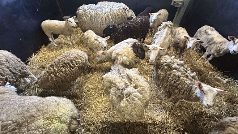 Moutons, vaches, chèvres, lapins... près de 500 animaux maltraités saisis dans une ferme à Enghien