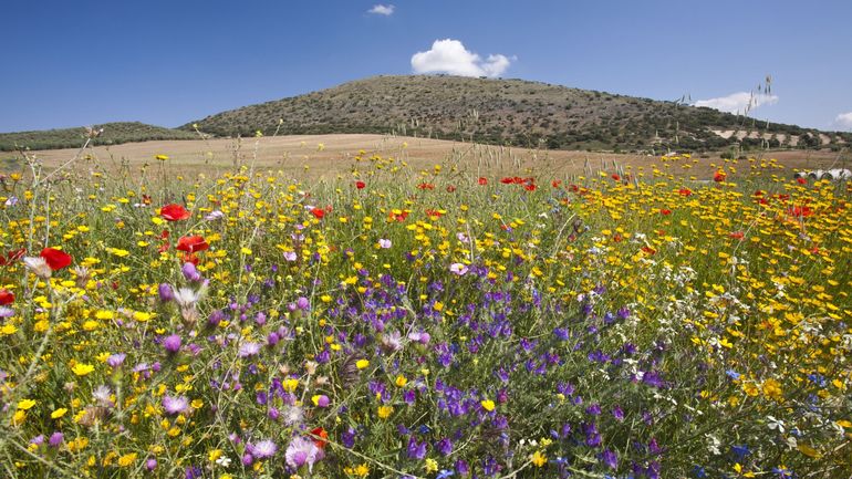 Plus de 4 Belges sur 5 préoccupés par la biodiversité, selon le SPF Environnement