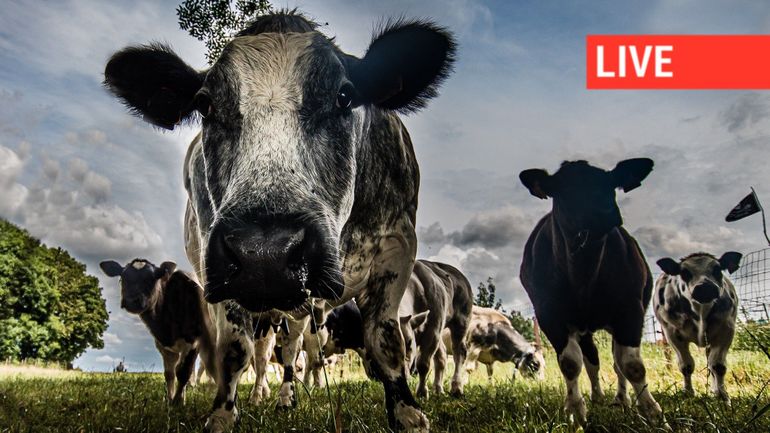 Direct - Grogne des agriculteurs contre le Mercosur : blocage autoroutier à Hensies et Wekenraedt, la circulation reprend à Lixhe (vers Maastricht)