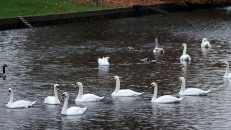 La ville touristique de Bruges opte pour une digue flottante pour protéger ses cygnes des cyanobactéries