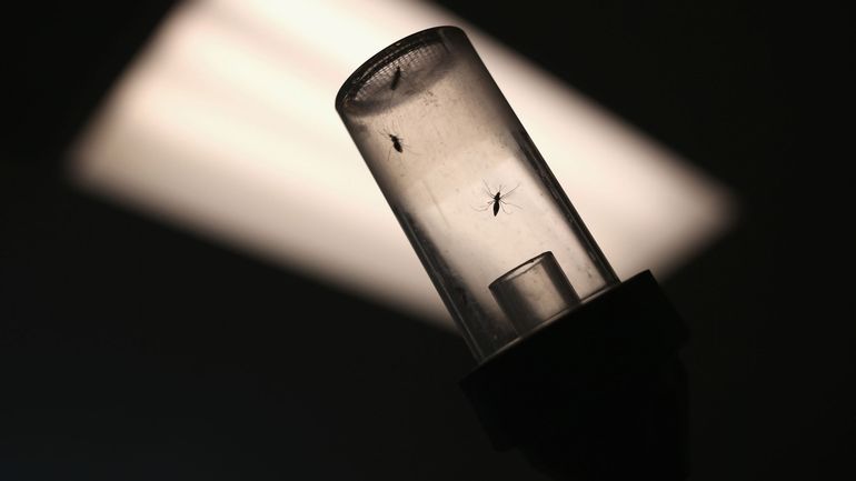 Le moustique exotique Culiseta longiareolata, une espèce sans danger pour l'homme, a fait surface en Belgique
