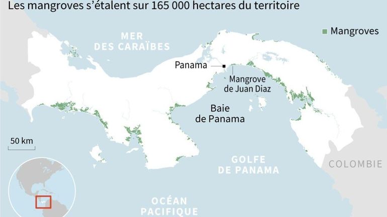 Les mangroves du Panama, étape privilégiée pour les oiseaux migrateurs du continent américain