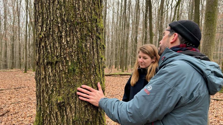 Enterrer ses cendres auprès d'un arbre : le succès allemand des forêts du dernier repos