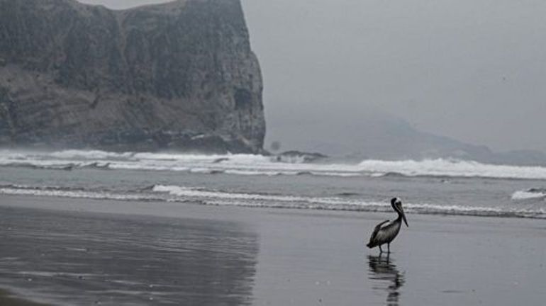 Grippe aviaire : plus de 22.000 oiseaux de mer retrouvés morts au Pérou