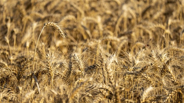 Guerre en Ukraine : l'Onu souhaite un retour des productions agricoles ukrainienne et russe sur les marchés