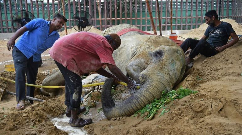 Emoi après le décès d'une éléphante dans un zoo du Pakistan