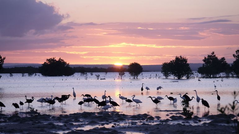 Mozambique : feu vert des autorités pour le plus vaste projet de restauration de la mangrove en Afrique