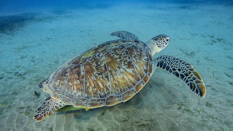 Biodiversité : l'UE ratifie un traité pour protéger la haute mer, la Belgique pressée d'embrayer le pas