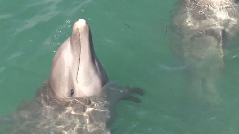 Le Mexique interdit les spectacles avec des dauphins et des baleines