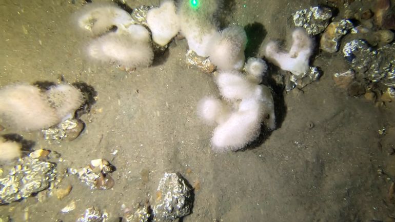 Une zone de vie marine inattendue découverte dans les eaux belges de la mer du Nord