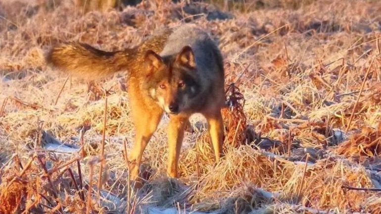 En un mois, une trentaine de bêtes attaquées par des loups en bordure du plateau des Hautes Fagnes