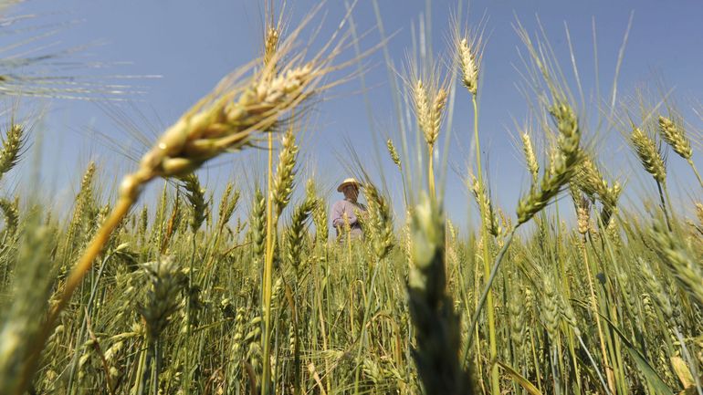 Guerre en Ukraine : la production de blé en 2022-2023 devrait baisser de 40%