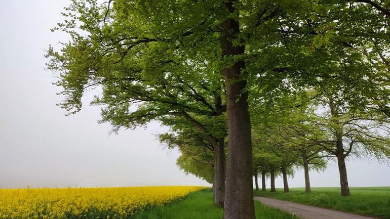Météo en Belgique : beaucoup de grisaille ce jeudi matin, retour d’éclaircies l’après-midi