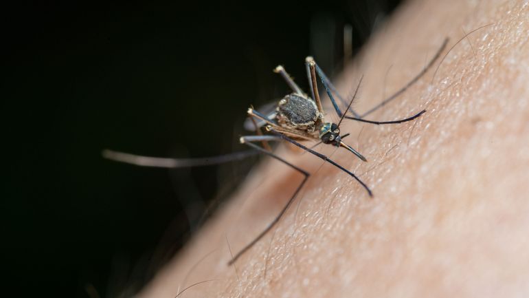 Médecine : les Etats-Unis approuvent le premier vaccin contre le chikungunya
