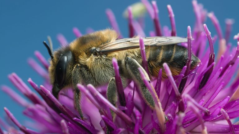 La Megachile lagopoda, une abeille rare, à nouveau observée en Flandre
