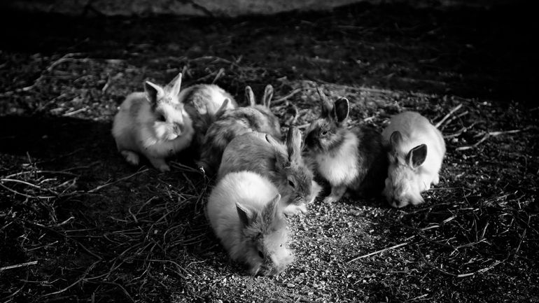 Après la fourrure animale, la maison Armani renonce à la laine angora