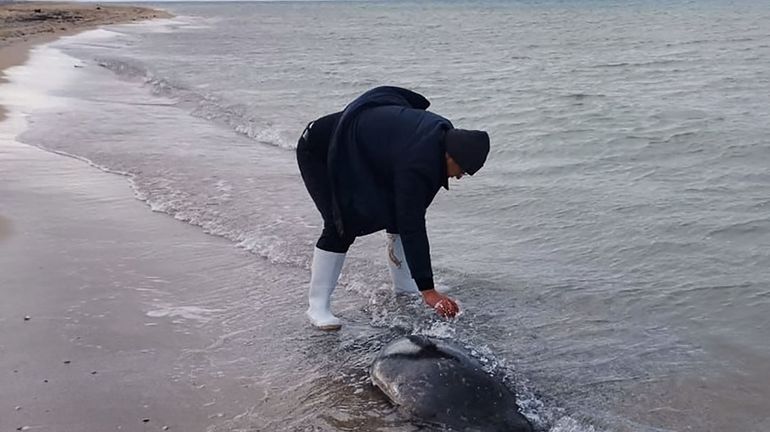 Russie : 2.500 phoques retrouvés morts au bord de la Caspienne