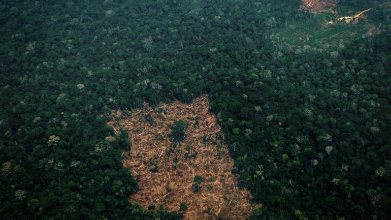 Brésil : la déforestation en Amazonie en baisse lors du premier mois de Lula