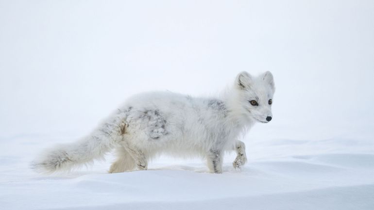 Biodiversité : la Norvège s'efforce de sauver le renard arctique