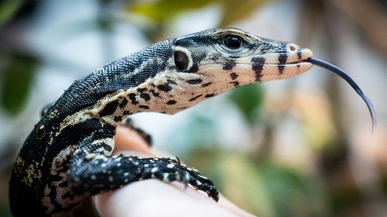 Phénomène rare : trois varans malais naissent sans fécondation en France