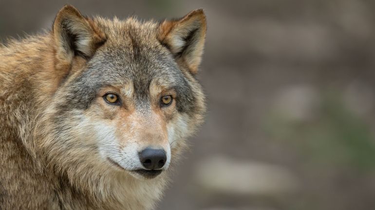 Des daims tués par des loups dans un parc de loisirs en Flandre : une clôture mal adaptée à ces prédateurs