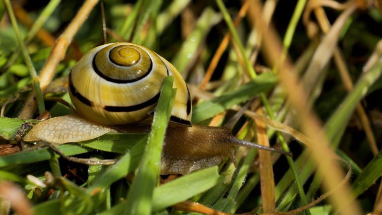Escargots : un mollusque fascinant qui cache bien des secrets