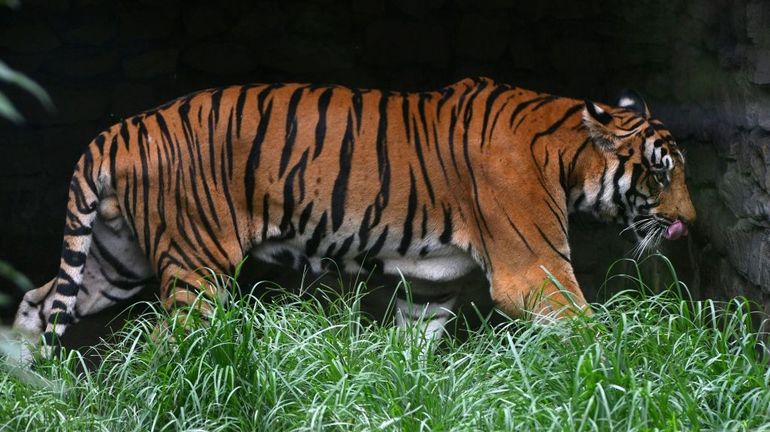 La population des tigres sauvages du Népal a presque triplé en 12 ans
