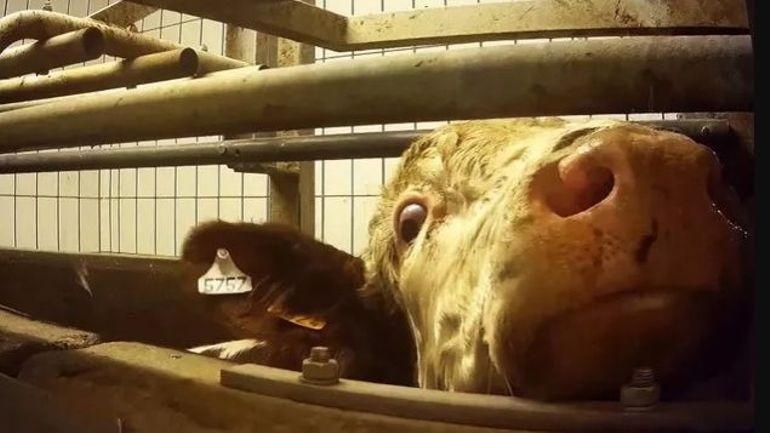 Maltraitance animale : L214 révèle les méthodes choquantes d'un abattoir Bigard (Charal, Socopa,...) en France