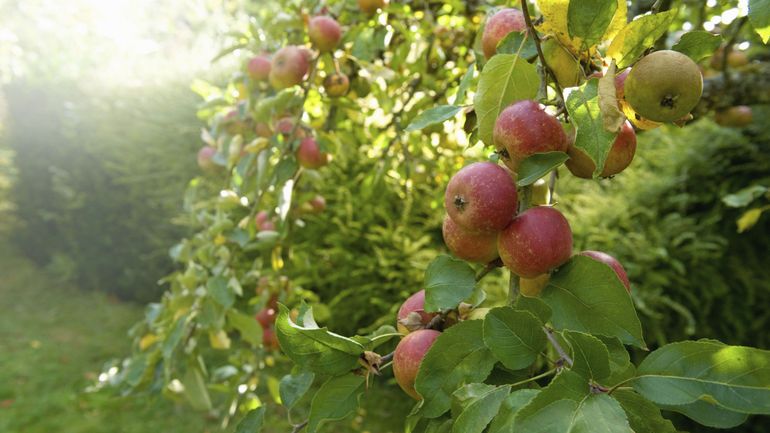 Moins de pommes, mais plus de poires belges cette année