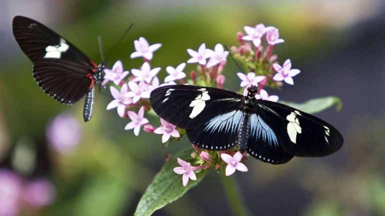La Colombie abrite le plus grand nombre d'espèces de papillons au monde