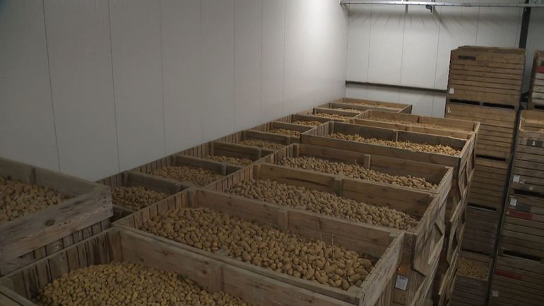 Surproduction de pommes de terre : une ASBL propose d'en vendre à prix cassés pour éviter le gaspillage