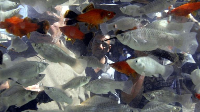 Les poissons aussi ont la capacité d'effectuer des calculs