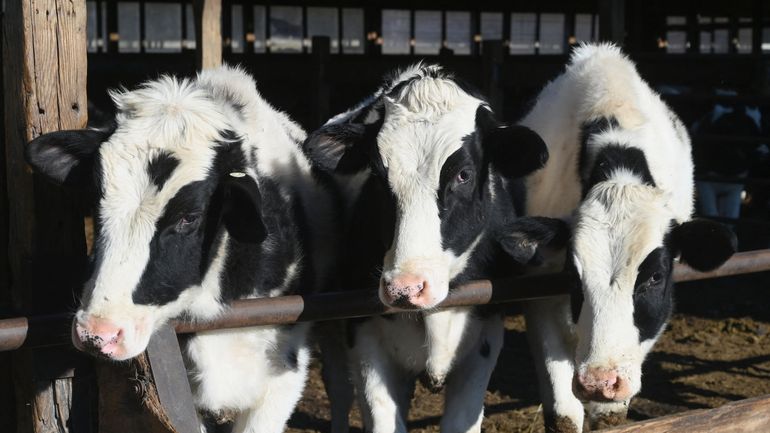 Parlement européen : la proposition des Verts d'interdire certains antibiotiques sur des animaux a été rejetée