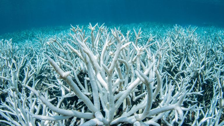 La Grande Barrière de corail peut-être classée 