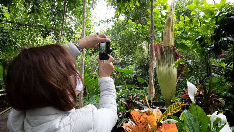 Floraison exceptionnelle de l'arum titan au Jardin botanique de Meise: 255 centimètres, un record