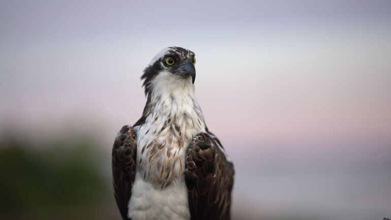 Jardin extraordinaire : le balbuzard pêcheur, un rapace qui n'a pas peur de se mouiller les plumes