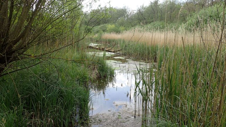 LIFE Vallées Atlantiques, un programme cofinancé par l'Europe, vole à la rescousse des habitats naturels du Brabant wallon.