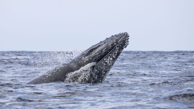 Expédition en Norvège : comment des chercheurs belges étudient l'impact du stress sur les baleines ?