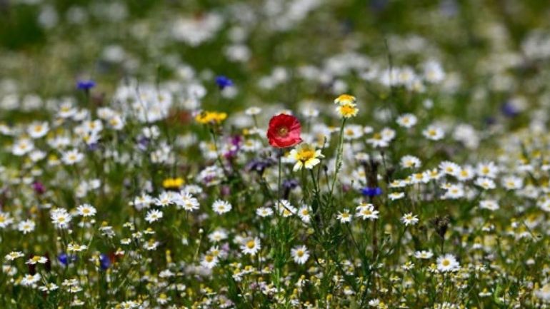Des milliers de fleurs pour briser la solitude des personnes âgées