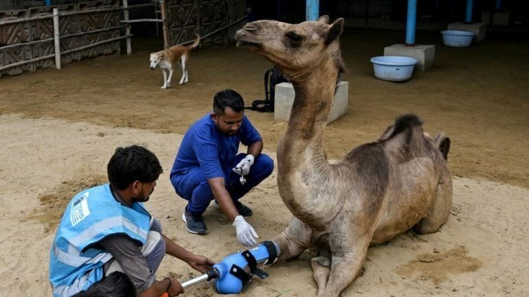 Au Pakistan, une chamelle remarche grâce à une patte prothétique