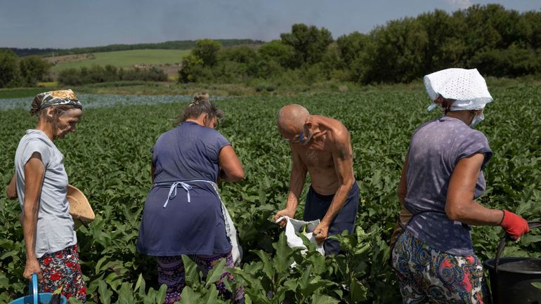 Guerre en Ukraine: vignes recouvertes de poussière, tomates écrasées et ruches brisées, le calvaire de l'agriculture